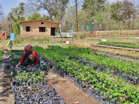 ayurvedic garden... old woman planting tulsi